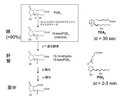 熊本大学 大学院生命科学研究部 薬学生化学分野