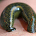 Brave Wilderness How To Clean A Leech Bite