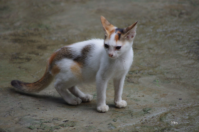 pentax-barisal 226