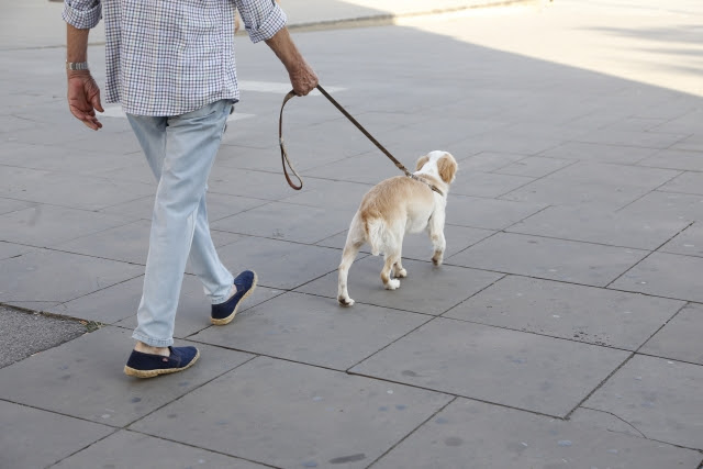 愛犬が散歩嫌いになる原因は主に6パターン 散歩嫌いを改善する対処法をご紹介