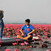 Red Lotus Thai - Online ordering menu for red lotus asian grille.