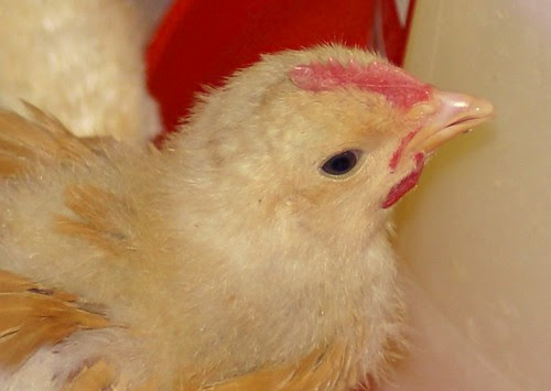wee little cockerel giving me the stinkeye