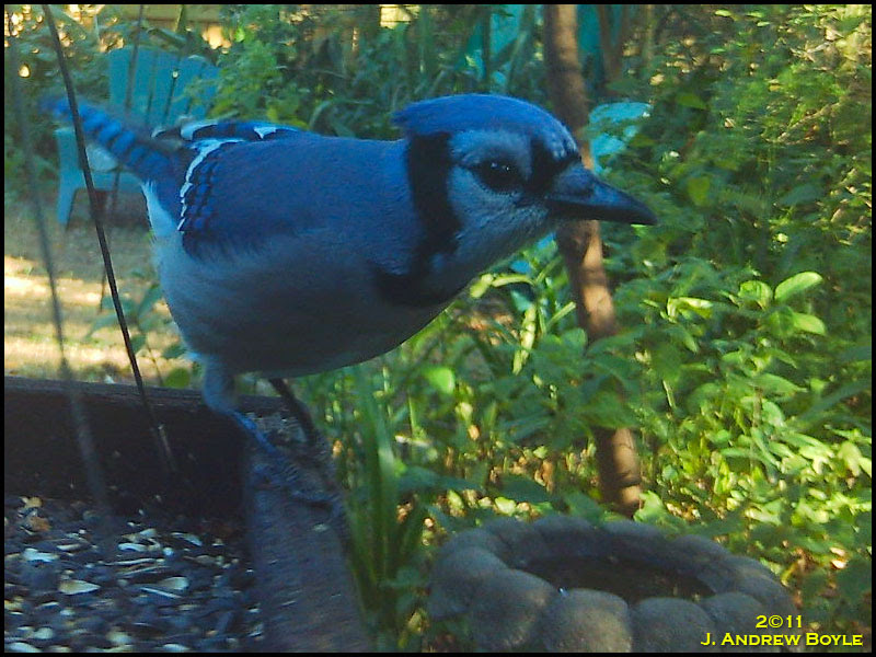 Blue Jay