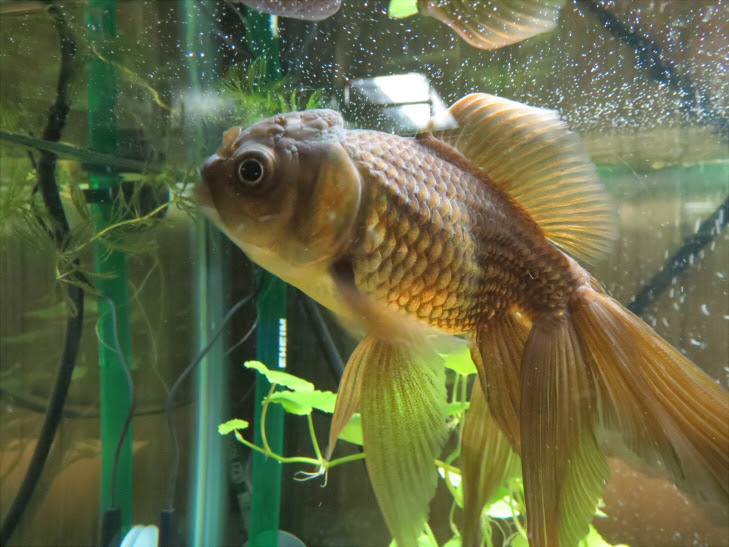 新しい金魚達の紹介 その2 和ノ花屋本舗