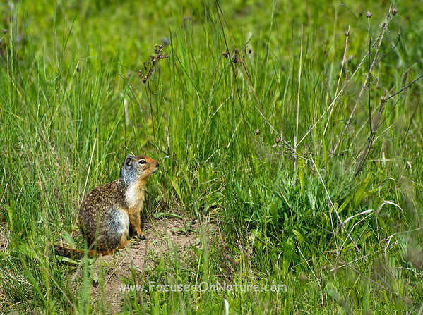 Columbian Ground Squirrel