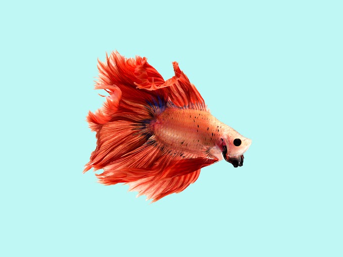 68 Hilarious Fish Jokes – Dive In & Laugh Your Guts Out!