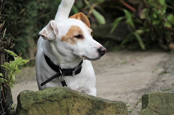 犬アレルギーでも犬を飼える 犬アレルギーの基礎知識 うちのこわんにゃん 国産安全無添加のドッグフード キャットフードを扱うお店の情報ブログ