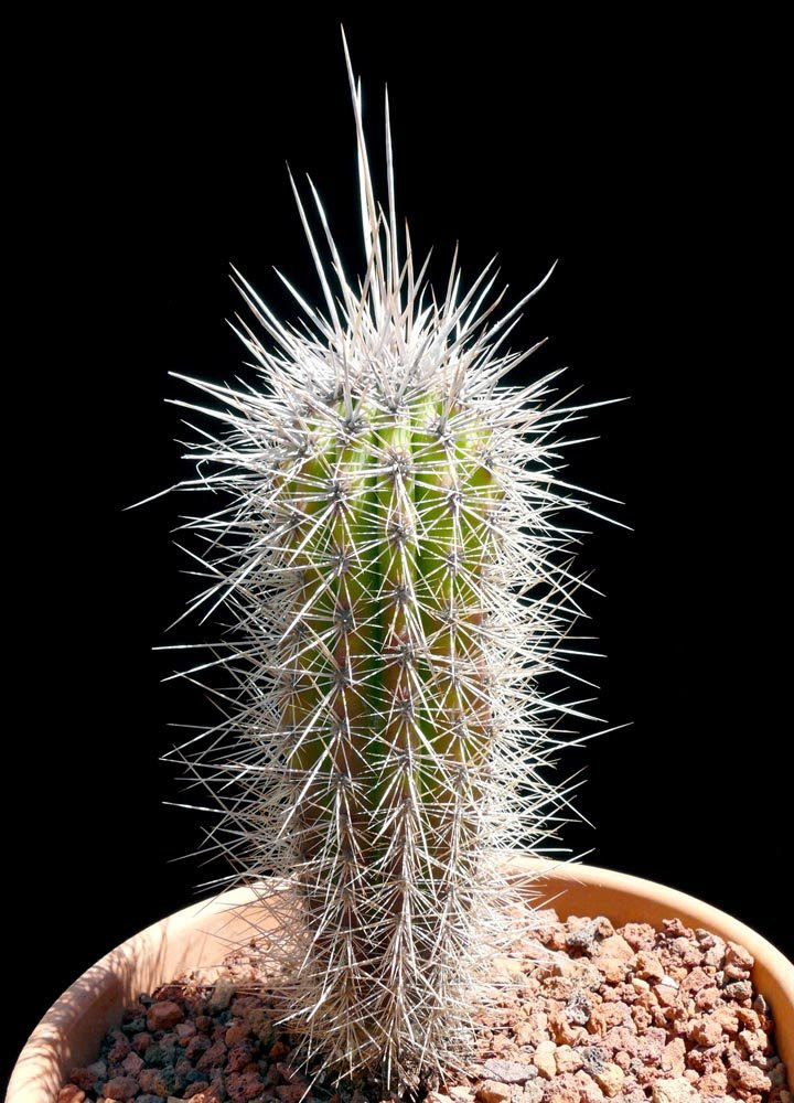 pachycereus_pringlei9
