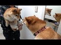 [最も好ましい] 柴犬 たぬき キツネ 943179-柴犬 たぬき きつね