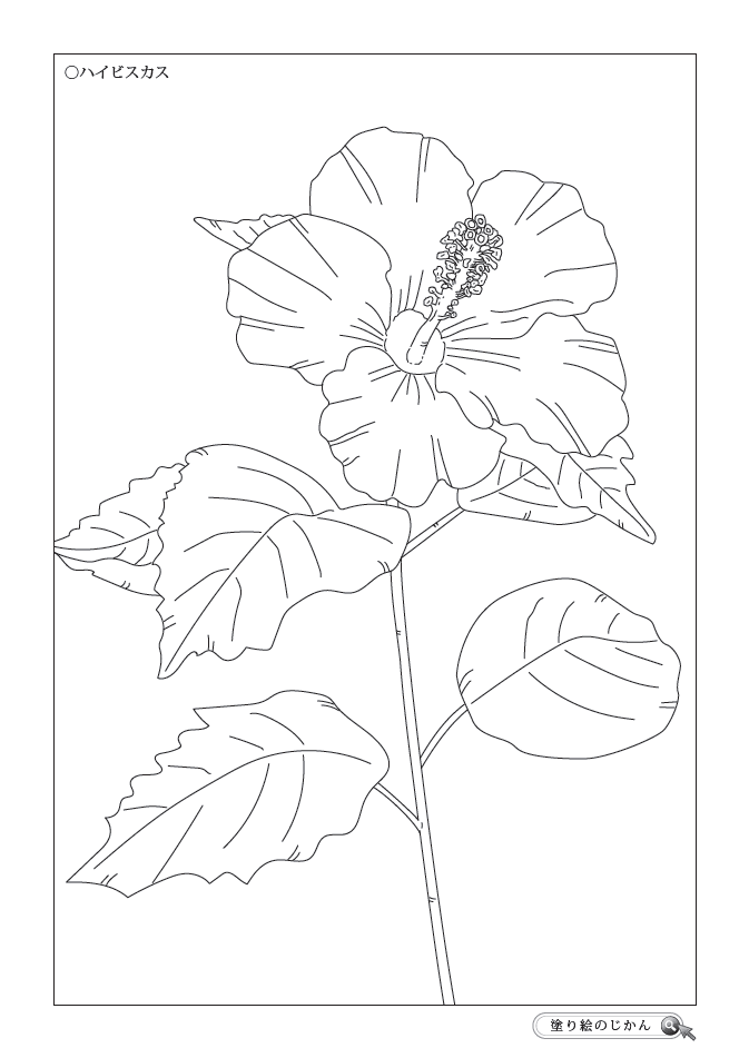 夏の花ぬりえ 塗り絵のじかん