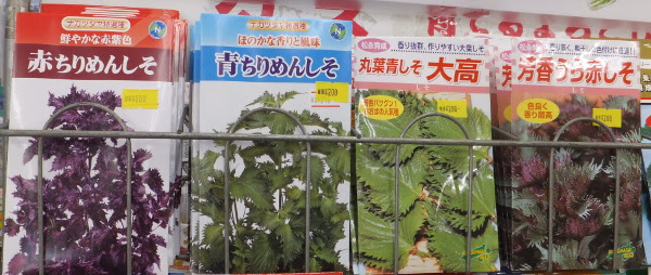 シソの種まきじきです 長野県松本市の 種苗店 ナカツタヤ ガーデニング専門店 ナカツタヤ ガーデンストリート