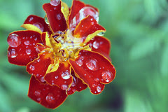 flowers 027