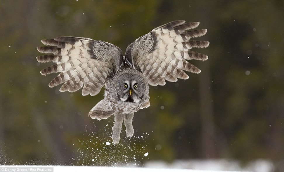 This stunning shot of a Great Grey Owl looking straight down the
barrel of the lens was taken in Finland. The animals distinct yellow
eyes are wide open as it comes into land on the snowy surface