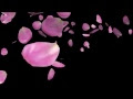 √ 薔薇 花びら 散る イラスト 114391