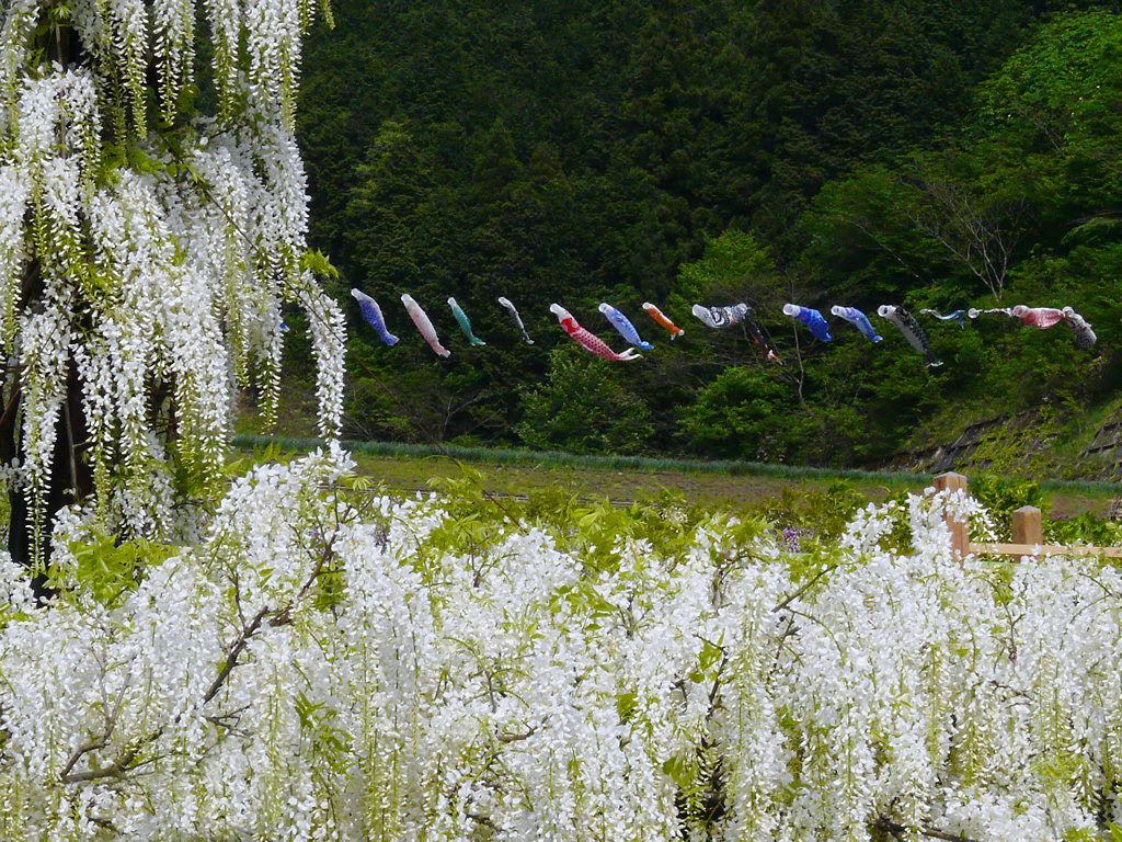 白井大町藤公園 藤棚と藤の花 壁紙写真集 無料写真素材