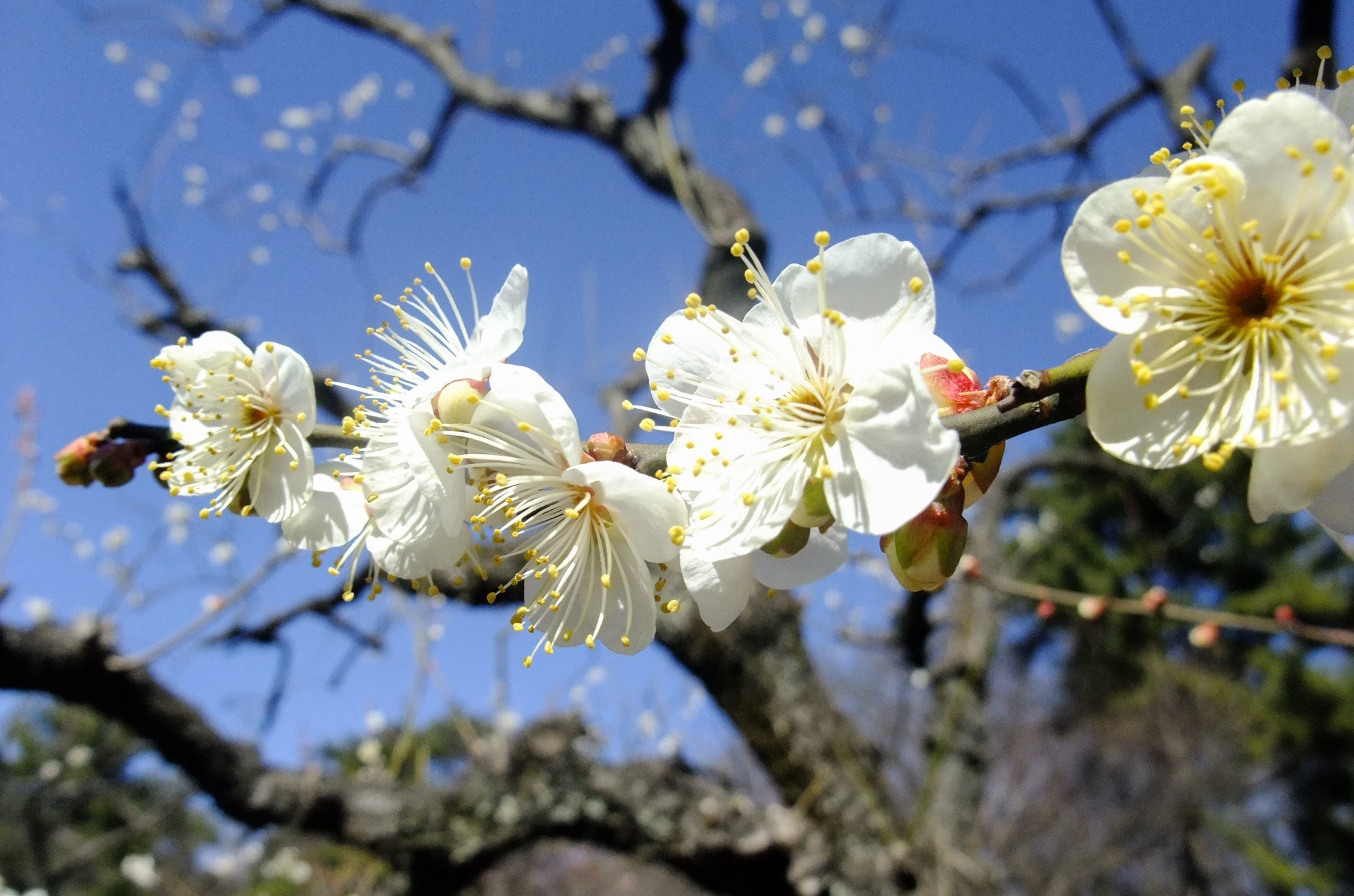 立春 梅の花がほころぶ