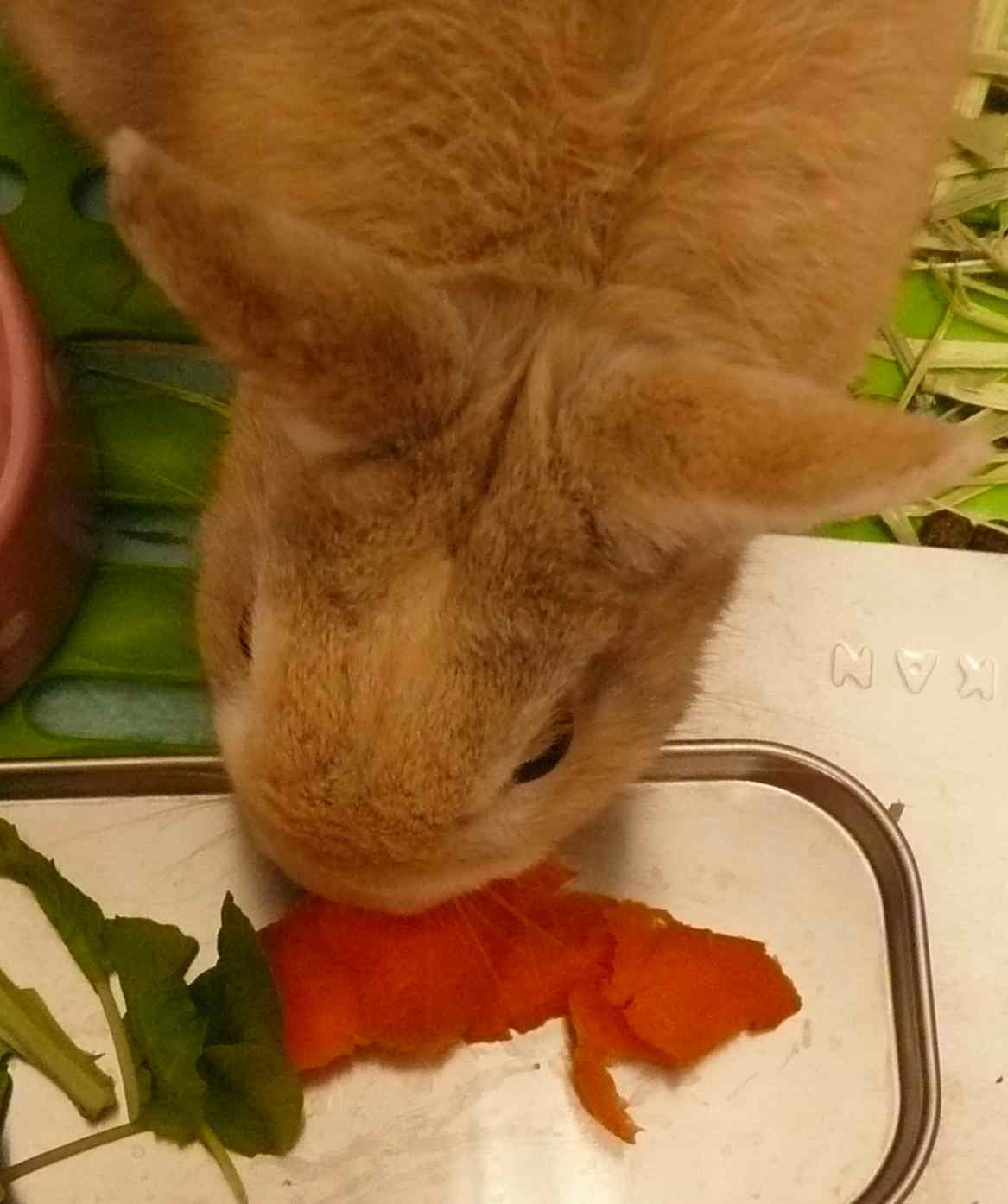 うさぎのためのニンジン学