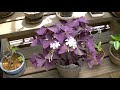 √ダウンロード オキザリス 紫 166582-オキザリス 紫の舞 寄せ植え