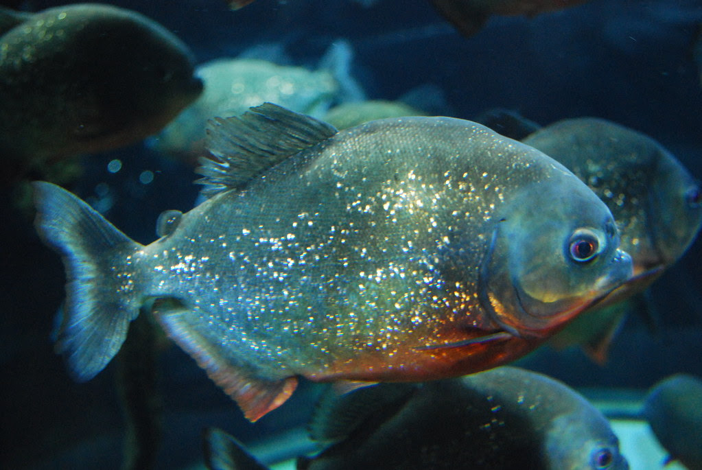 COEX Aquarium