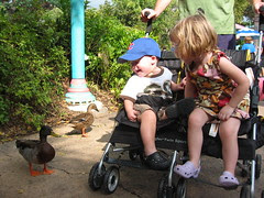 Ducks!