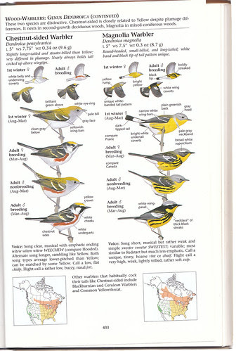 Sibley Warblers