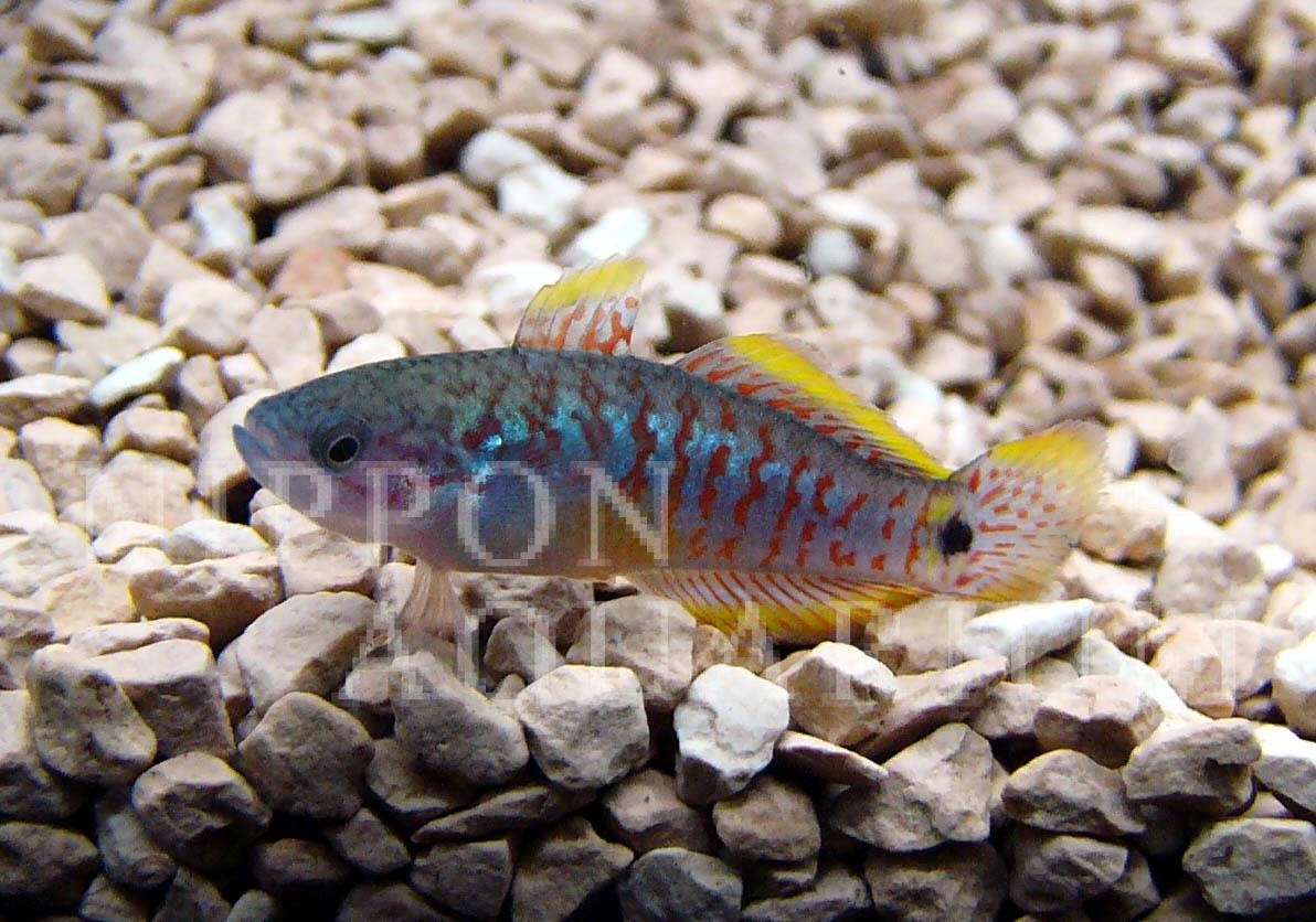 ピーコックガジョン 飼育方法 飼い方 餌 水温 混泳などについて 熱帯魚図鑑 熱帯魚の飼育 混泳 繁殖 病気など