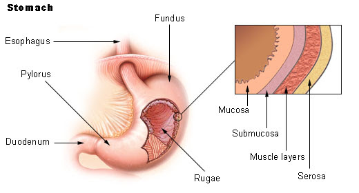  stomach