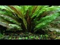 Cryptocoryne Wendtii Green - Cryptocoryne wendtii 'Green Gecko' - Flowgrow Aquatic ... - Cryptocoryne wendtii is one of the most popular cryptocoryne used in planted aquariums.