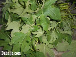 Praktek Cara Membuat Nutrisi  Hidroponik  Organik dari Daun 