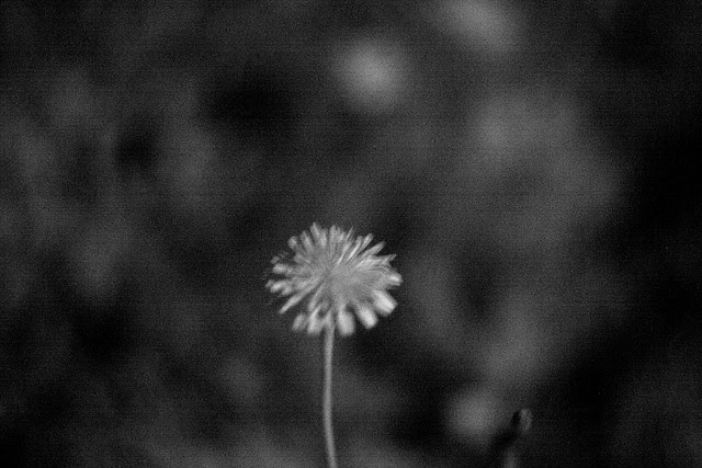 uv dandelion, chimney park
