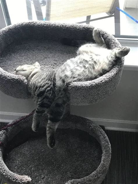 undeniable proof  cats  liquid thechive