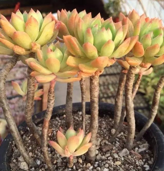 淺談多肉植物的木質化 Ifuun
