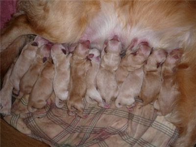 cute golden retriever puppies pictures. golden retriever puppies for