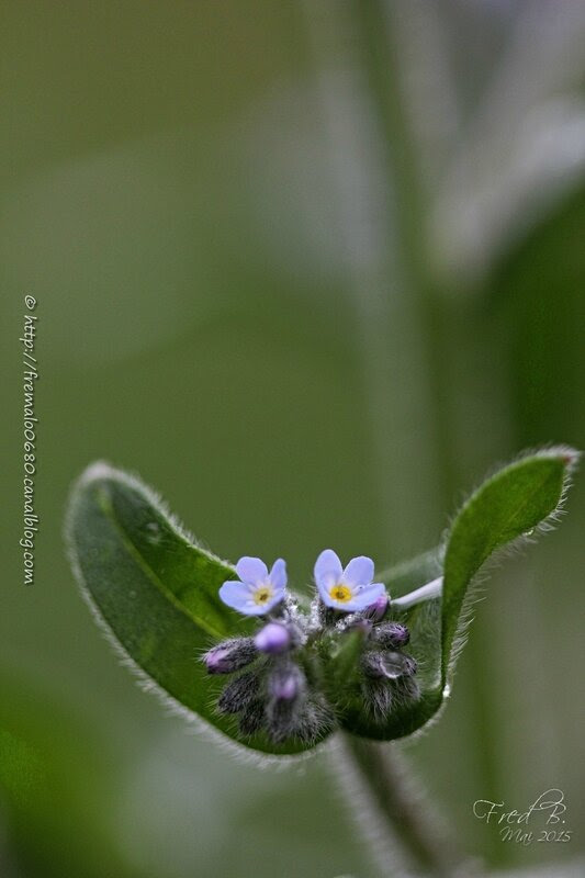Myosotis sp