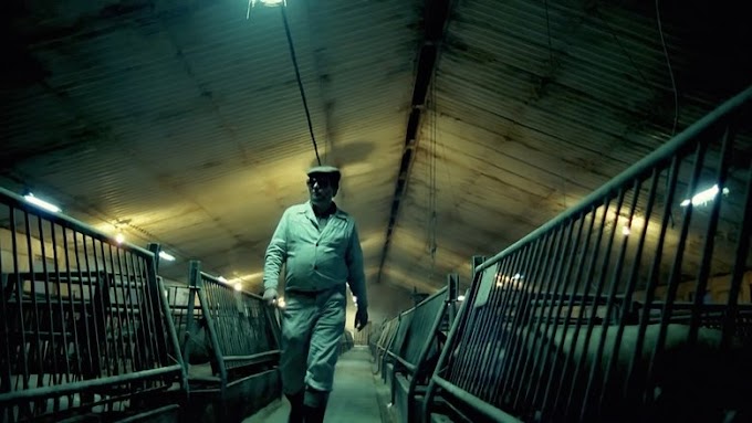 Regarder Film Szczurołap en Streaming en Français VF