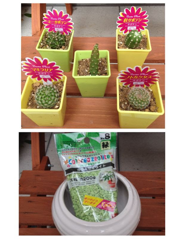 サボテンばかり 日々徒然に 楽天ブログ