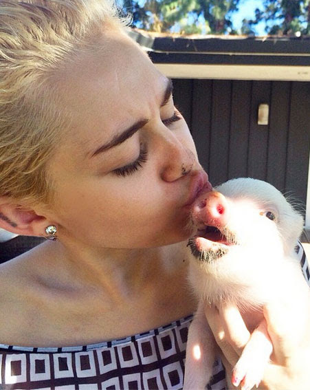 The Wrecking Ball singer clearly didn't mind getting down and dirty with her pet porker [Instagram]