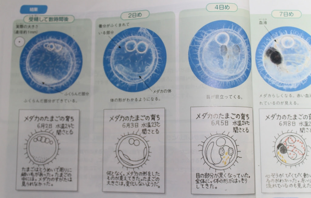 わくわく理科 ５年生の教科書から めだかハウスきらら