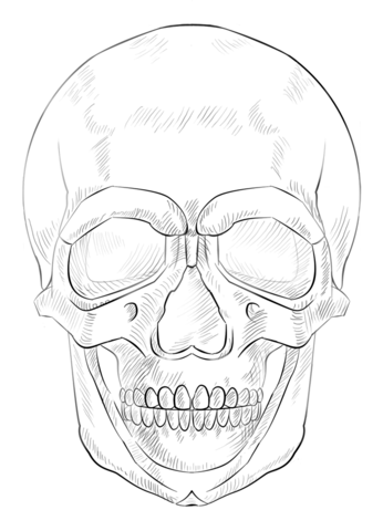 human skull coloring page  free printable coloring pages