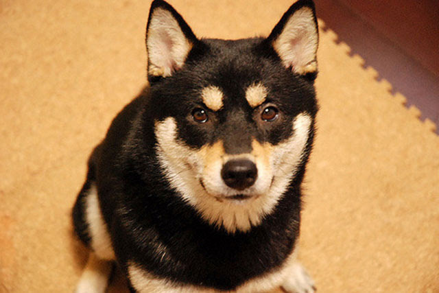 豆柴がカワイイ その特徴や性格 柴犬との違いは 犬の総合情報サイト ペットスマイルニュースforワンちゃん