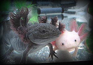 最も選択された ウーパールーパー 成体 写真 魚の画像は無料