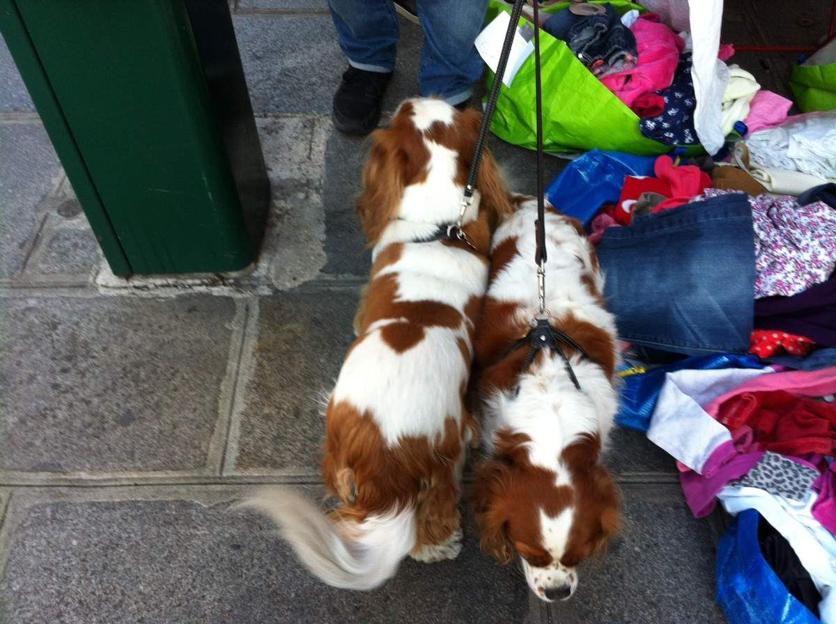 可愛いワンちゃんはイギリス生まれ Cavalier King Charles 楽しい年金生活