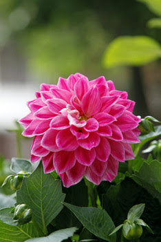 dahlie 