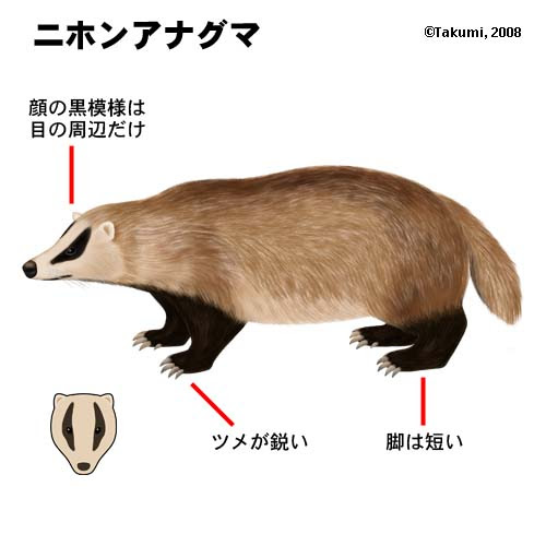 東京タヌキ探検隊 タヌキ それともハクビシン アライグマ
