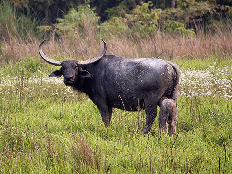 Top 10 Wild Animals of India