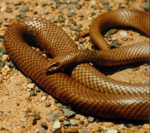 pseudonaja