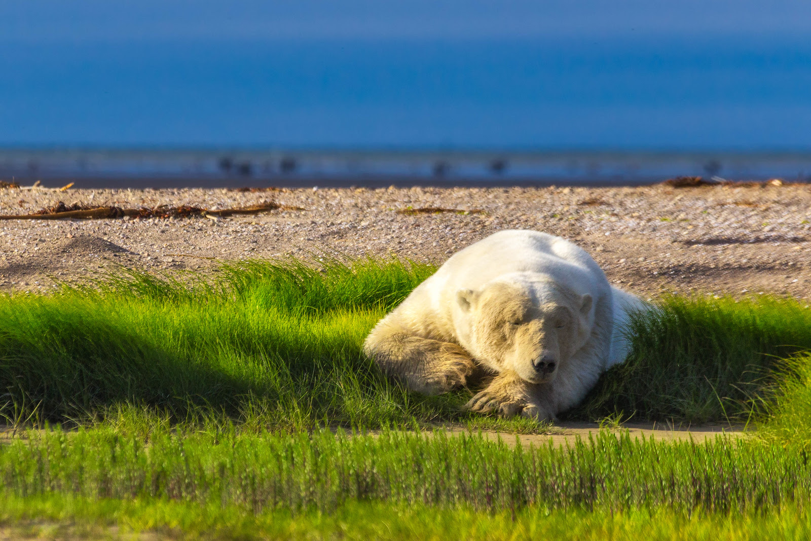 Polar bear photos -sleeping giant