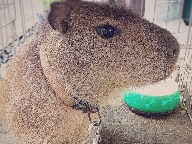 カピバラを飼うと実はこんなにかわいい カピと暮らせば