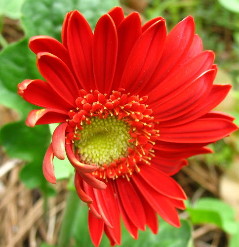 001todayflowgdIMG_7220
