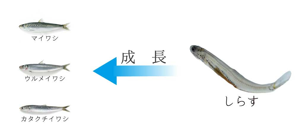 しらすの真実 ちりめん じゃこ 小女子 白魚の違い